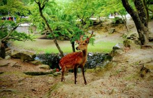 How to Get from Kyoto to Nara by Train